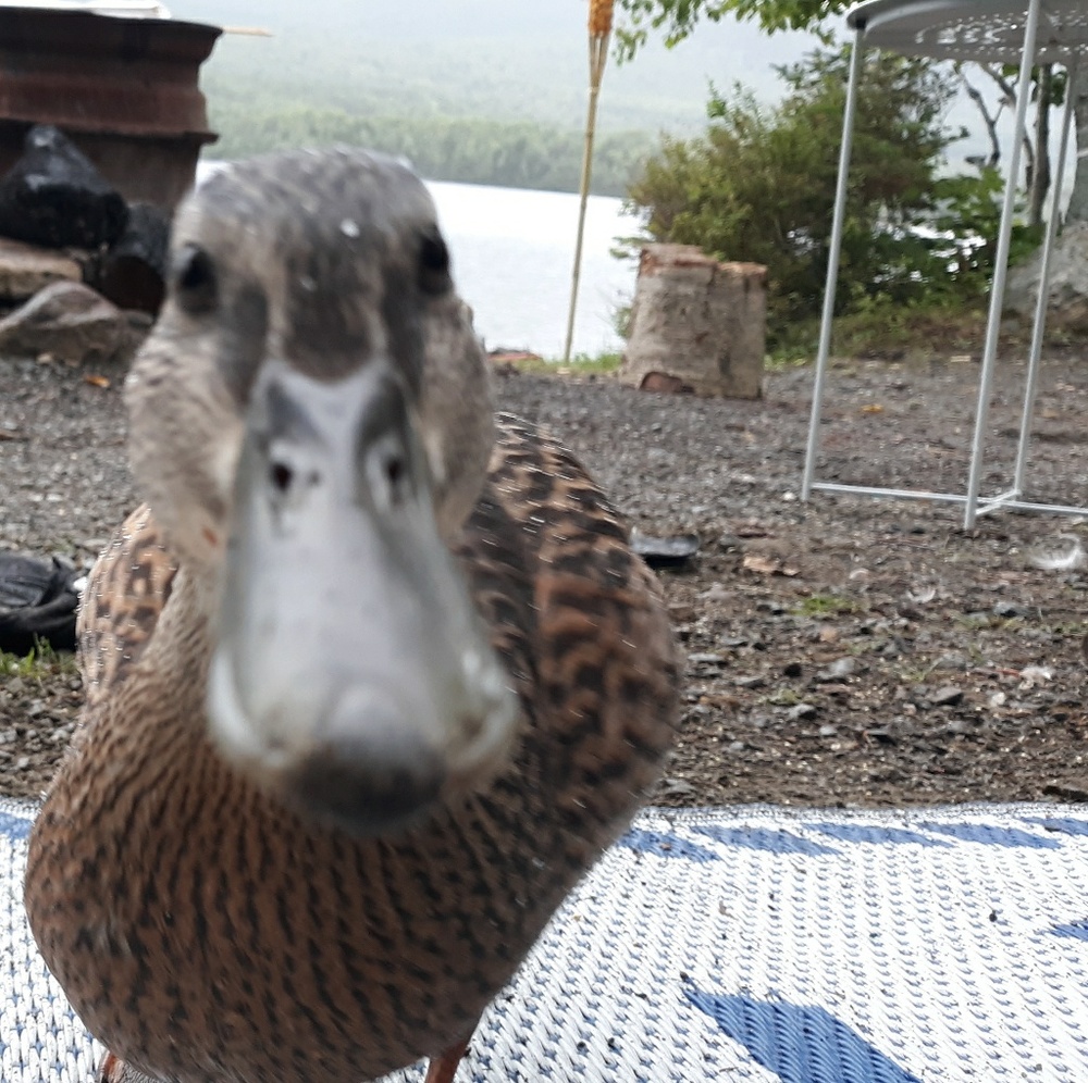 Meet your Posher, Chrissy